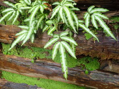 (c) 村山史世 (Fumiyo MURAYAMA), some rights reserved (CC BY) Pteris parkeri, photograph (c) 村山史世 (Fumiyo MURAYAMA), some rights reserved (CC BY)