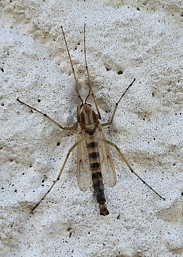 Unknown species found near Norfolk, VA 23502, USA