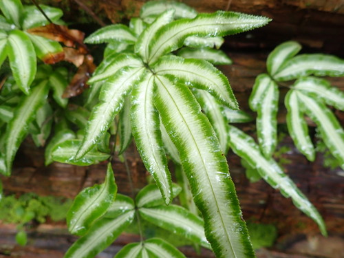 Pteris parkeri, photograph 5