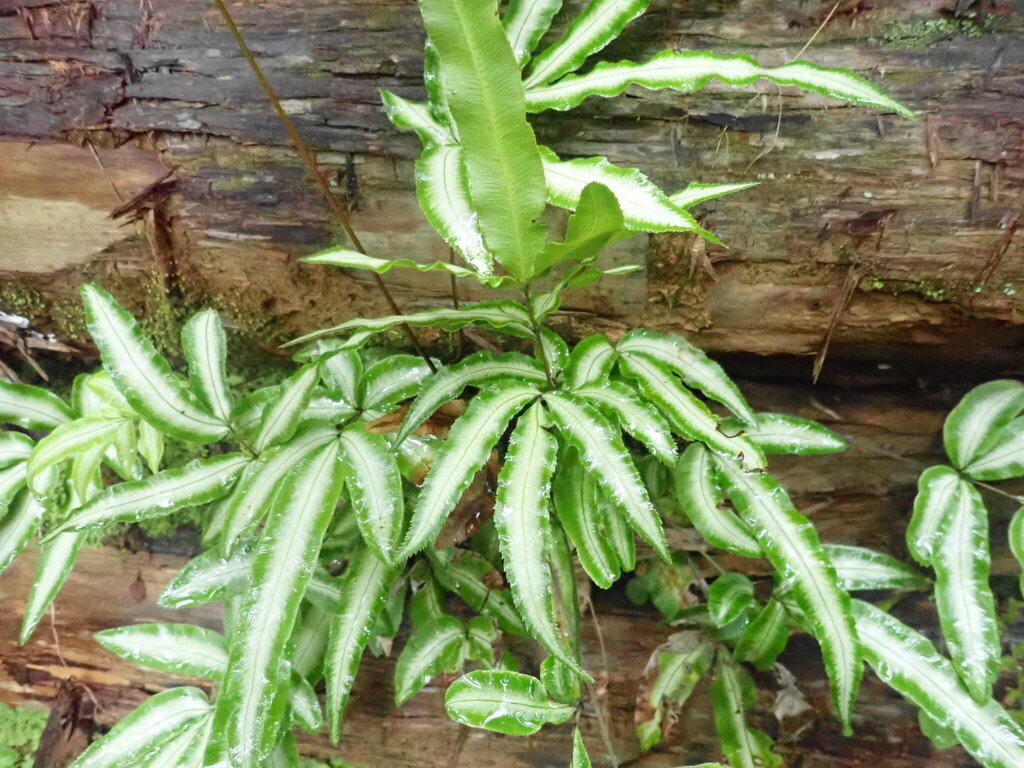 Pteris parkeri; photograph (c) 村山史世 (Fumiyo MURAYAMA), some rights reserved (CC BY)