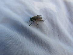 Tabanus nigrovittatus