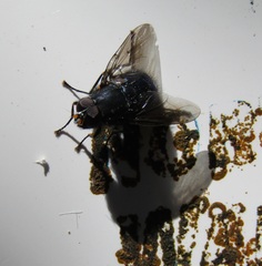 Calliphoroides antennatis