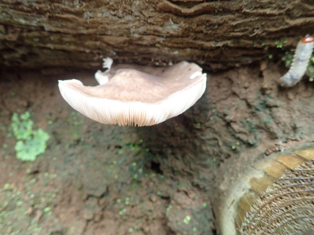 Pluteus cervinus · October 2025 · photo: © fumiyo234 (iNaturalist, cc-by-nc)
