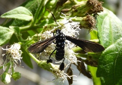 Horama plumipes
