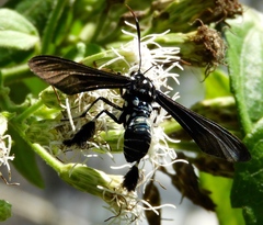 Horama plumipes