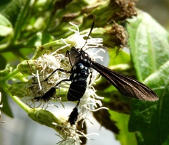 Horama plumipes