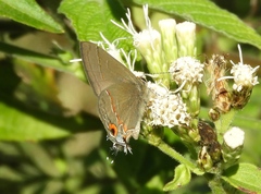 Electrostrymon hugon