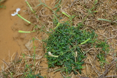 Silene fissipetala
