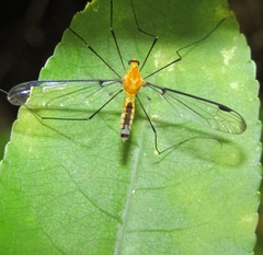 Aurotipula clara