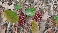 Grevillea laurifolia
