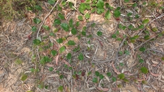 Grevillea laurifolia