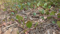 Grevillea laurifolia