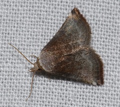 Mataeomera mesotaenia