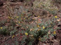Acmispon neomexicanus