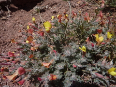 Acmispon neomexicanus