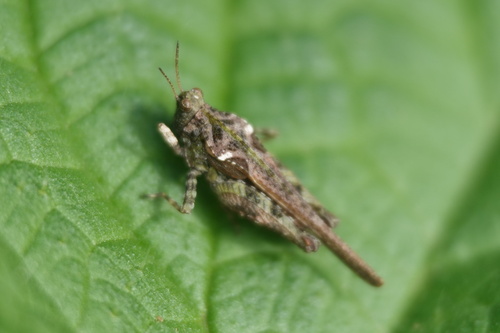 Cepero's Groundhopper, Alkmaar, Nederland, photo 9 of 10