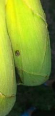 Dendryphantes