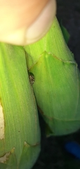 Dendryphantes