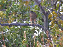 Accipiter cooperii