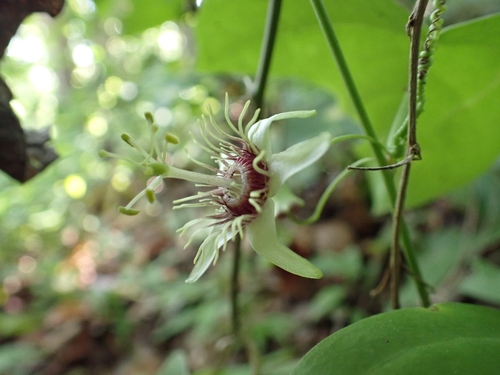 Passiflora suberosa iNat (1)