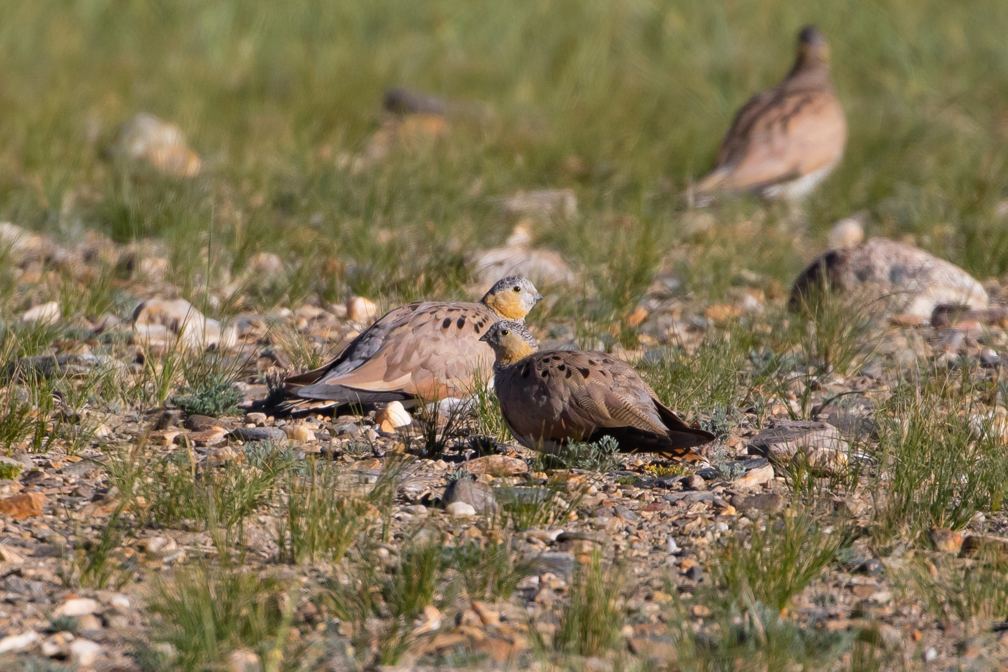 Tibetan Sandgrouse (Syrrhaptes tibetanus), photo 8