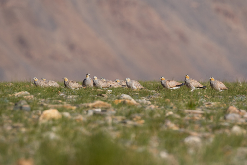 Tibetan Sandgrouse (Syrrhaptes tibetanus)