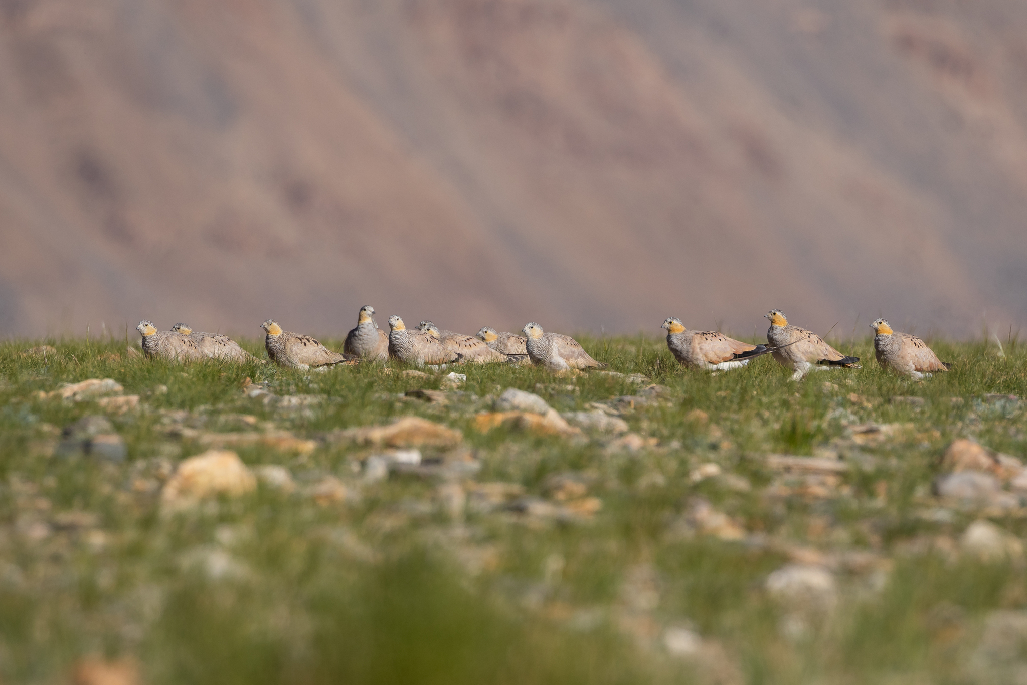 Tibetan Sandgrouse (Syrrhaptes tibetanus), photo 1