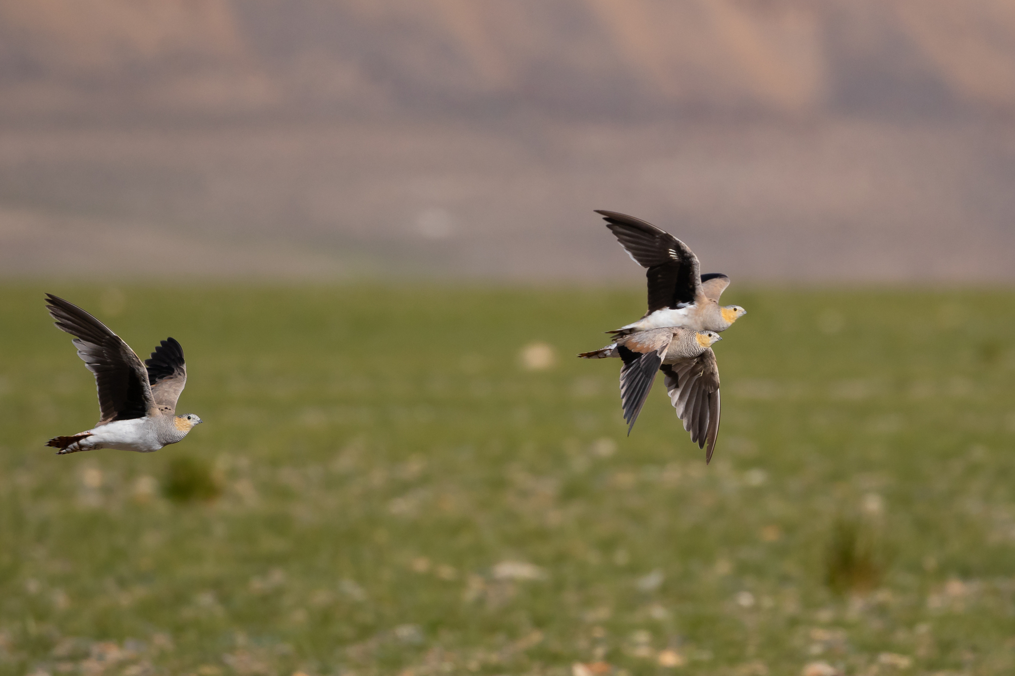 Tibetan Sandgrouse (Syrrhaptes tibetanus), photo 2
