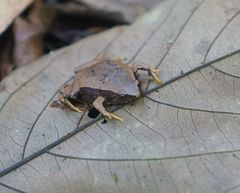 Hypopachus pictiventris