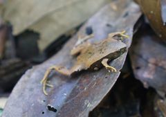 Hypopachus pictiventris