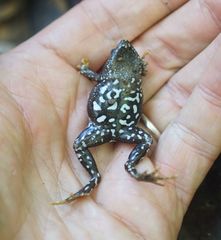 Hypopachus pictiventris