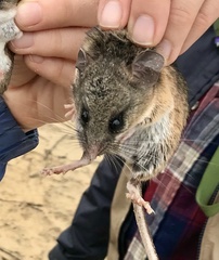 Peromyscus californicus