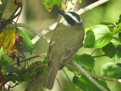 Boat-Billed Flycatcher photo 5