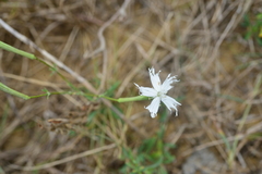 Silene fissipetala