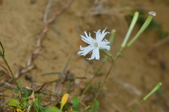 Silene fissipetala