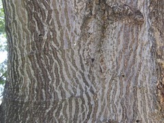 Enterolobium