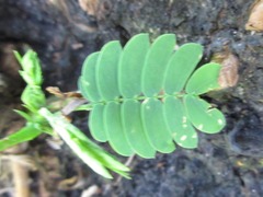Enterolobium