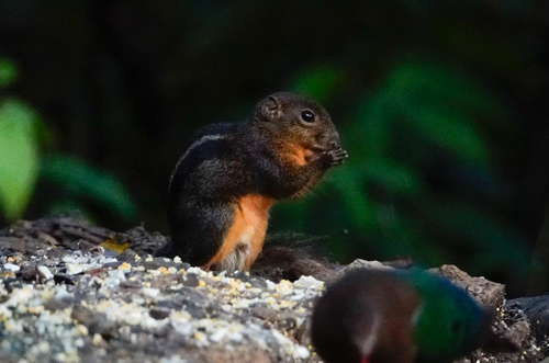 Four-striped Ground Squirrel