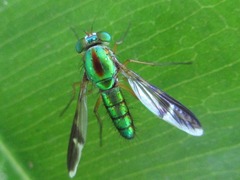 Chrysosoma vittatum