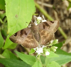 Arteurotia tractipennis tractipennis