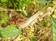 Schistocerca camerata