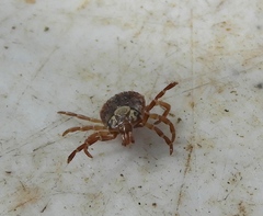 Amblyomma cajennense