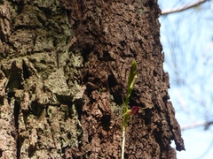 Cryptostylis ovata