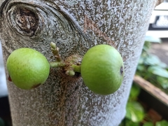 Ficus variegata