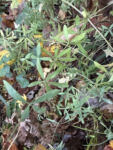 Bedstraw (Galium intermedium)