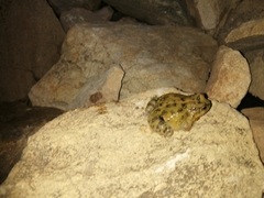 Pleurodema cinereum