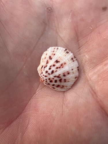 Spondylus nicobaricus observed 2025-10-18