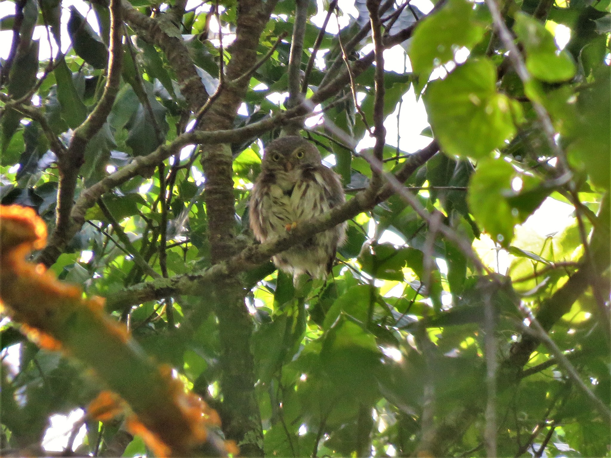 Tamaulipas Pygmy Owl (Glaucidium sanchezi), photo 1