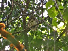 Glaucidium sanchezi