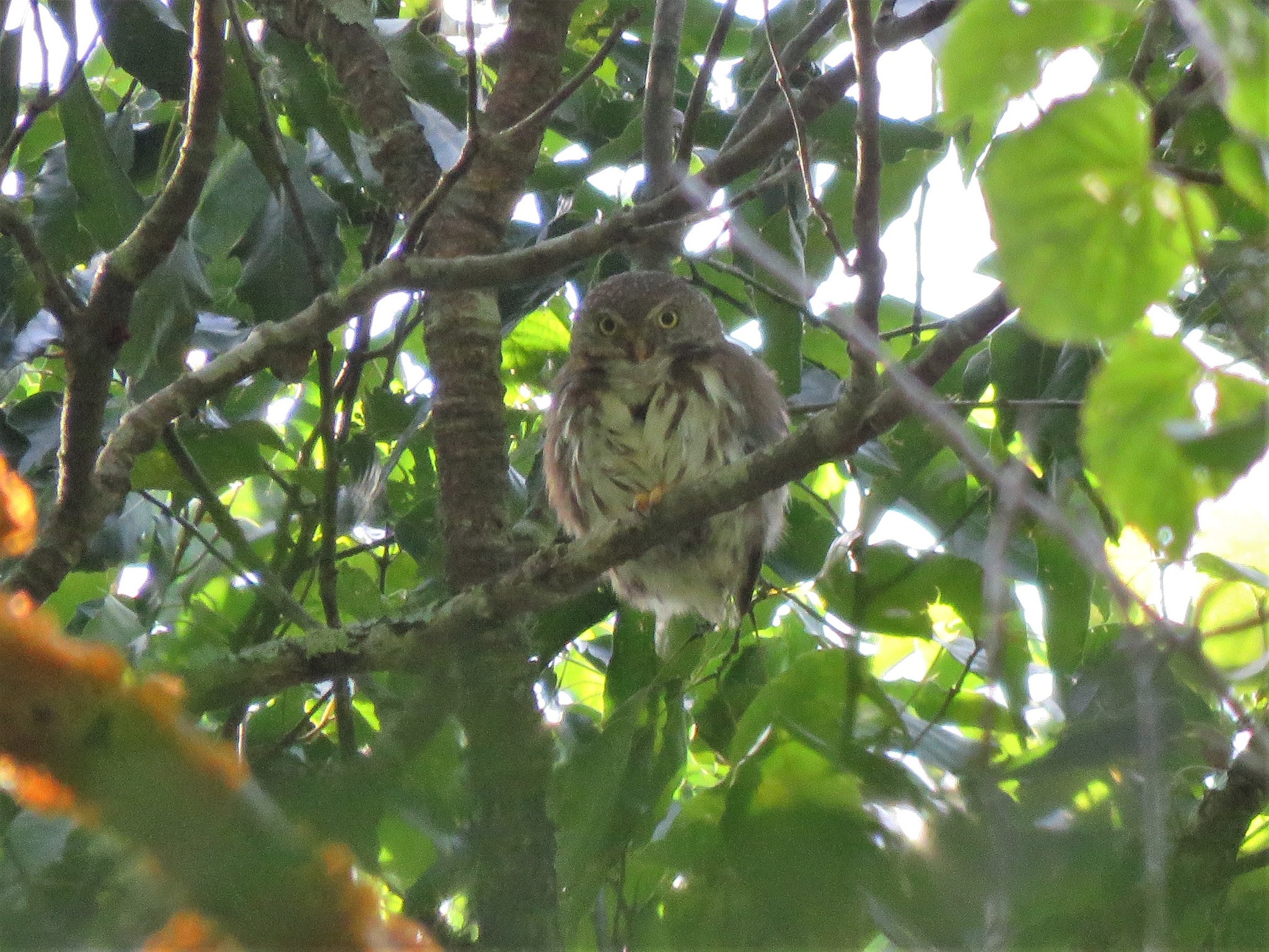Tamaulipas Pygmy Owl (Glaucidium sanchezi), photo 2